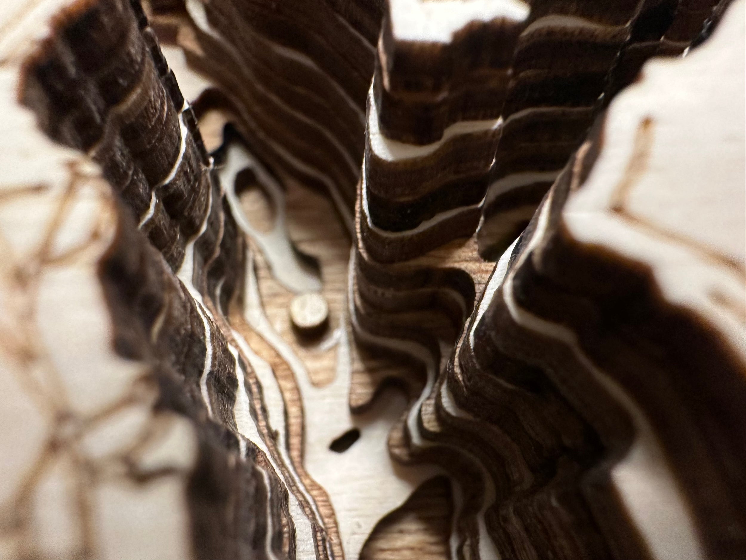 Leech Lake detail: fine wood layering